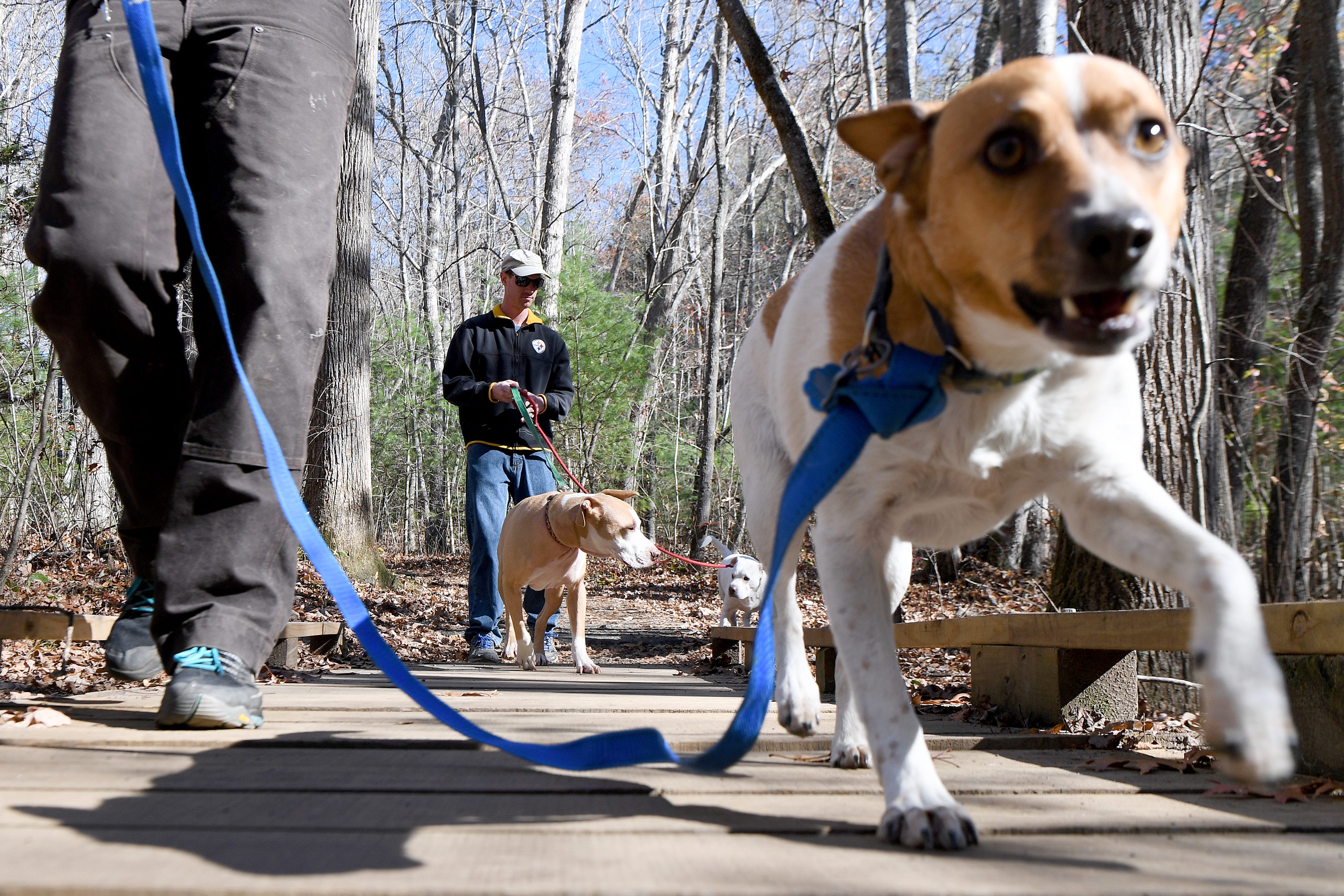 dog breeds that can walk off leash